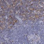 CD162 (PSGL-1) Antibody in Immunohistochemistry (Paraffin) (IHC (P))