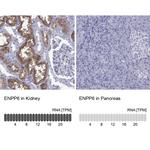 ENPP6 Polyclonal Antibody