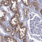 ENPP6 Antibody in Immunohistochemistry (Paraffin) (IHC (P))