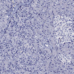 ENPP6 Antibody in Immunohistochemistry (Paraffin) (IHC (P))