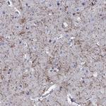 ENPP6 Antibody in Immunohistochemistry (Paraffin) (IHC (P))