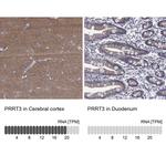 PRRT3 Polyclonal Antibody