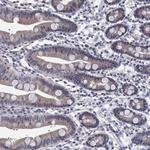 PRRT3 Antibody in Immunohistochemistry (Paraffin) (IHC (P))