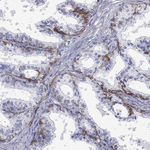 Glypican 1 Antibody in Immunohistochemistry (Paraffin) (IHC (P))