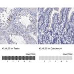 KLHL35 Antibody in Immunohistochemistry (Paraffin) (IHC (P))