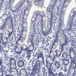 KLHL35 Antibody in Immunohistochemistry (Paraffin) (IHC (P))