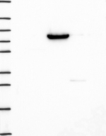 DPP4 Antibody in Western Blot (WB)