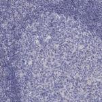 EPDR1 Antibody in Immunohistochemistry (Paraffin) (IHC (P))