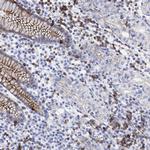 GPR65 Antibody in Immunohistochemistry (Paraffin) (IHC (P))