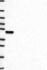 GPR65 Antibody in Western Blot (WB)