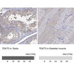 TEKT3 Polyclonal Antibody