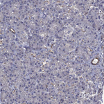 CEACAM7 Antibody in Immunohistochemistry (Paraffin) (IHC (P))