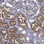 CEACAM7 Antibody in Immunohistochemistry (Paraffin) (IHC (P))