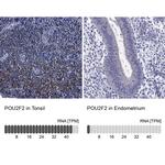 OCT2 Polyclonal Antibody