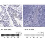 Fascin-3 Antibody in Immunohistochemistry (Paraffin) (IHC (P))