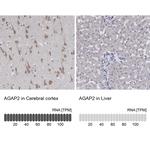 CENTG1 Antibody in Immunohistochemistry (Paraffin) (IHC (P))