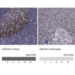 CDCA5 Polyclonal Antibody