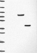 SULT2B1 Antibody in Western Blot (WB)