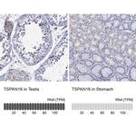 TSPAN16 Polyclonal Antibody