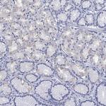TSPAN16 Antibody in Immunohistochemistry (Paraffin) (IHC (P))