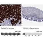 TMEM97 Antibody in Immunohistochemistry (Paraffin) (IHC (P))