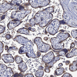 TMEM97 Antibody in Immunohistochemistry (Paraffin) (IHC (P))