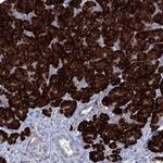TMEM97 Antibody in Immunohistochemistry (Paraffin) (IHC (P))