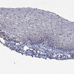 TMEM97 Antibody in Immunohistochemistry (Paraffin) (IHC (P))
