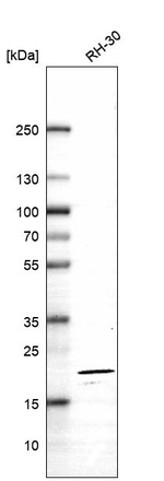TMEM97 Antibody in Western Blot (WB)