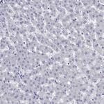 SH2D7 Antibody in Immunohistochemistry (Paraffin) (IHC (P))