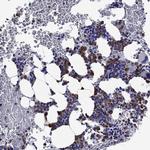 EPX Antibody in Immunohistochemistry (Paraffin) (IHC (P))