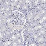 EPX Antibody in Immunohistochemistry (Paraffin) (IHC (P))