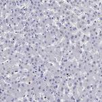 EPX Antibody in Immunohistochemistry (Paraffin) (IHC (P))