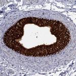 MTHFR Antibody in Immunohistochemistry (Paraffin) (IHC (P))