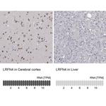 LRFN4 Polyclonal Antibody