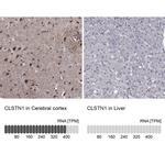 CLSTN1 Antibody in Immunohistochemistry (Paraffin) (IHC (P))