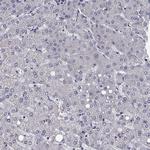 CLSTN1 Antibody in Immunohistochemistry (Paraffin) (IHC (P))
