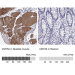 CMYA5 Polyclonal Antibody