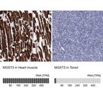 MGST3 Polyclonal Antibody
