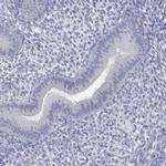 ANO7 Antibody in Immunohistochemistry (Paraffin) (IHC (P))