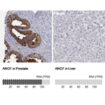ANO7 Polyclonal Antibody