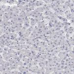 ANO7 Antibody in Immunohistochemistry (Paraffin) (IHC (P))
