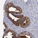 ANO7 Antibody in Immunohistochemistry (Paraffin) (IHC (P))