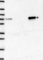 SELENOO Antibody in Western Blot (WB)