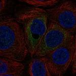 C12orf54 Polyclonal Antibody