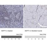 Septin 1 Polyclonal Antibody