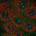 NWD1 Polyclonal Antibody