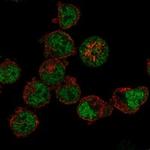 BDP1 Polyclonal Antibody