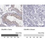 C8orf88 Antibody in Immunohistochemistry (Paraffin) (IHC (P))