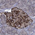SELENOO Antibody in Immunohistochemistry (Paraffin) (IHC (P))